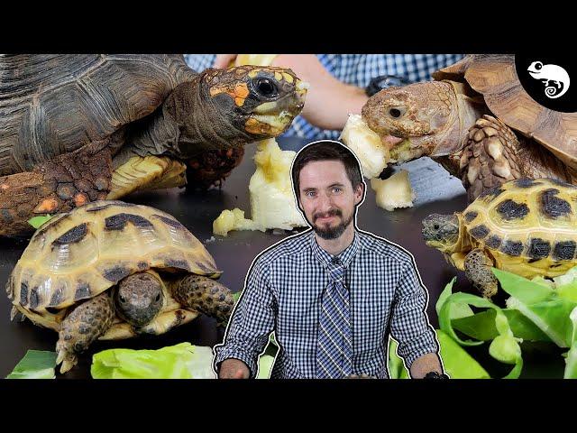 Why Tortoises Are The Best Pet Reptiles