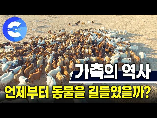 인간과 가축의 역사 | 다큐 프라임