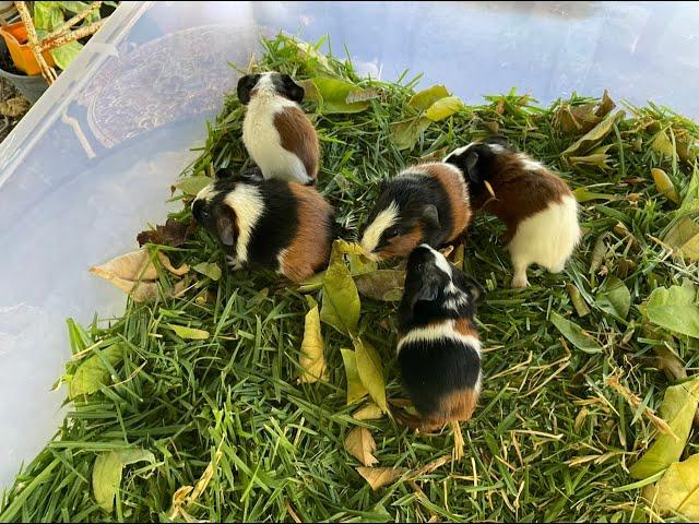 BABY GUINEA PIGS start eating straight away