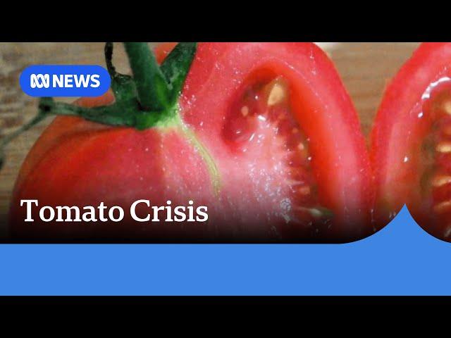 Tomato virus outbreak leads to supply chain disruptions, prompts price rise predictions | ABC News