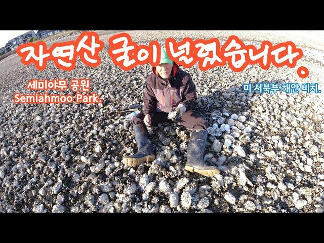 Oyster  자연산 굴이 천지에 널렸습니다. 세미야무 공원 (Semiahmoo  Park)  미국과 캐나다 접경 바닷가에 ~~