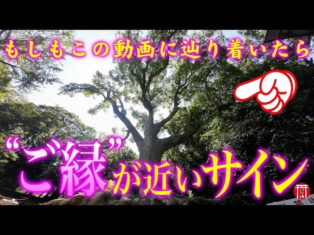 【注意️大事なお知らせがあります️】※見たら1分以内に再生して下さい️もし逃したら二度とありません※神さまが宿る御神木パワースポット️福岡県光岡八幡宮【遠隔参拝】【リモート参拝】