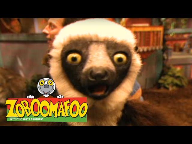 Zoboomafoo 114 - Tracks (Full Episode)