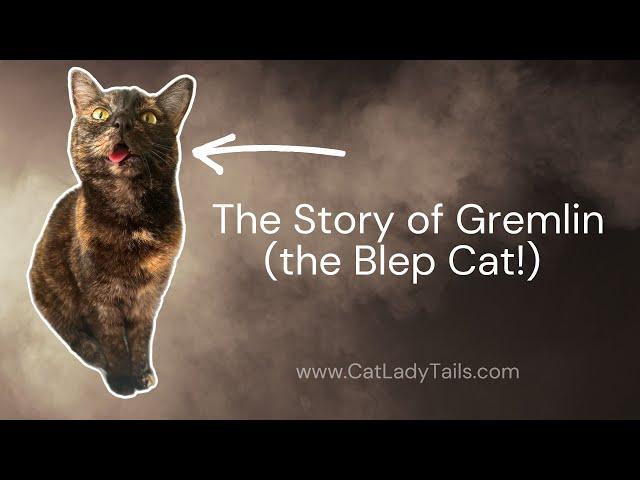 The Story of Gremlin the Blep Cat | @catladytails