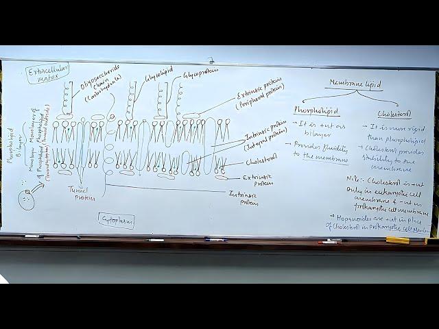 Cell Biology | Membrane Structure | fluid Mosaic Model | 11th biology Allen classroom