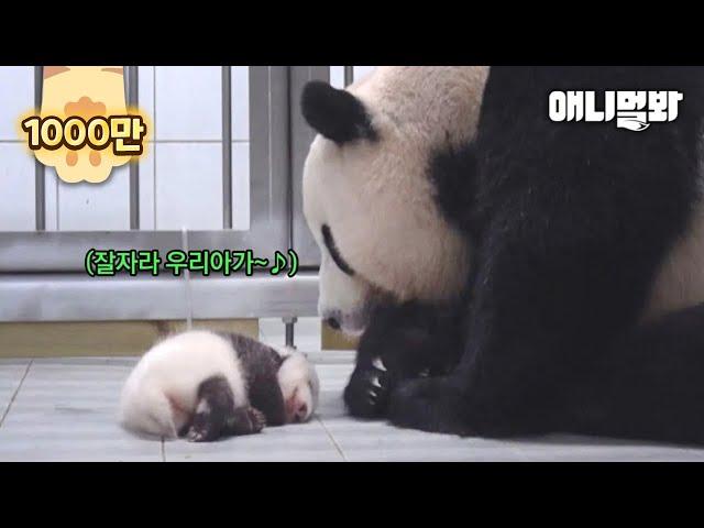 Mother Panda Dearly Looking At Her Sleeping Baby