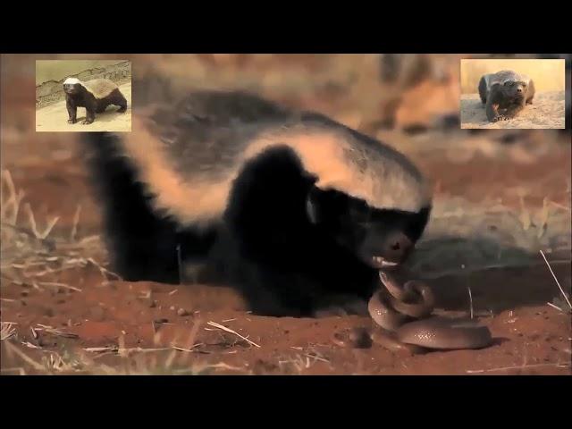 Honey Badger Narrates: Wild Discovery-RARE-Honey Badger Vs Nasty Long Snake Battlefield