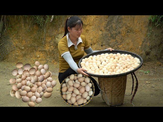 Chickens lay many eggs, harvest eggs at the farm to sell, grow sweet potato leaves, daily life