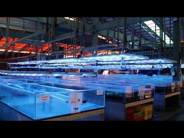 We Tour Indonesia's Largest Coral Wholesaler