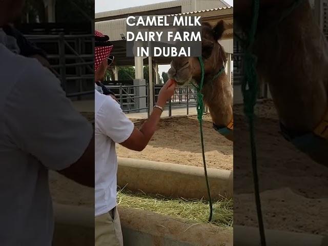 Camel Milk Latte anyone? #dubai #dairyfarm #camel #travel #vacation #shorts