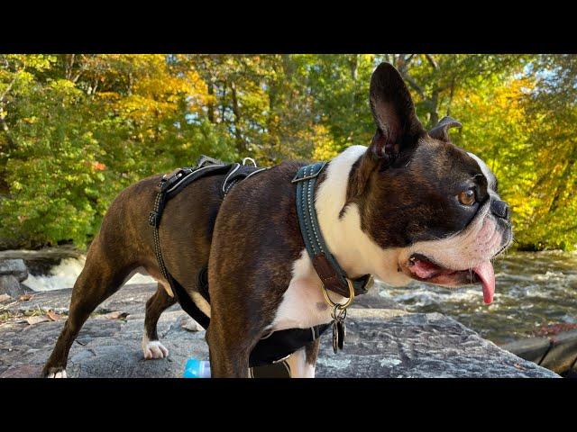 Calvin The Boston Terrierist! is going live! Boston Terrier Play Date!