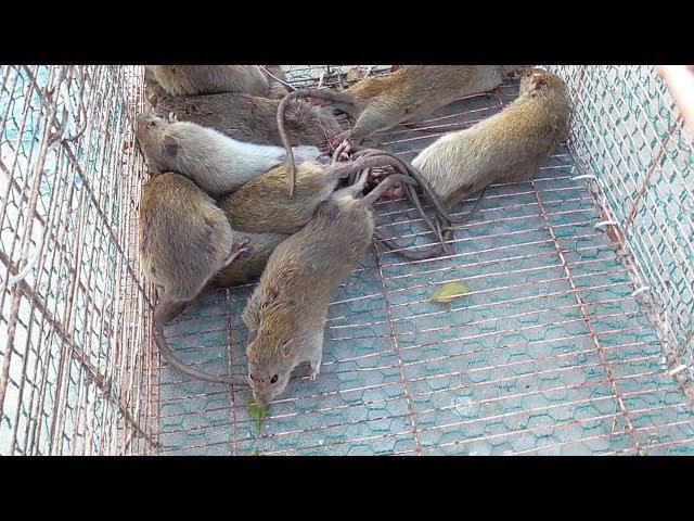 Graphic: Vietnam wild food - Rice Field MOUSE RAT - Cooking MOUSE in Vietnam