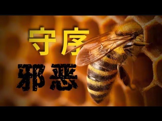 膜翅目：来自混沌的守序