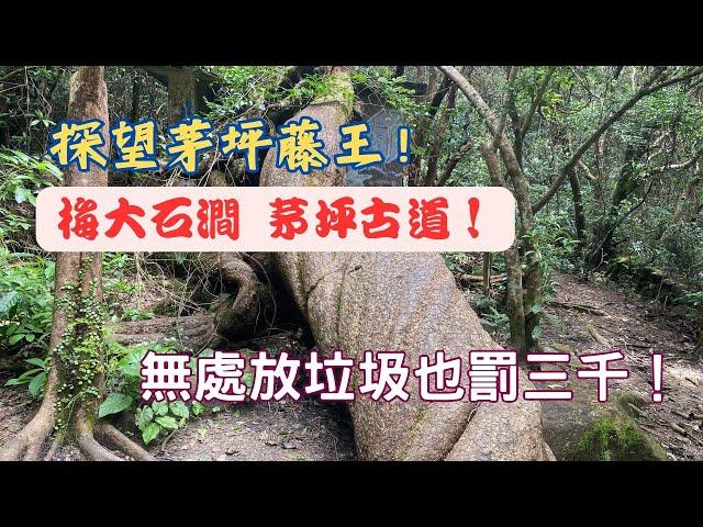 【探望茅坪藤王！】梅大石澗+茅坪古道！【一路行一路講】