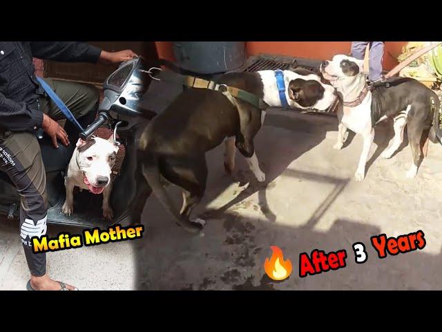 Kya Mafia Apni Mother Ko Pahchan Payega?  | Mafia The Pitbull