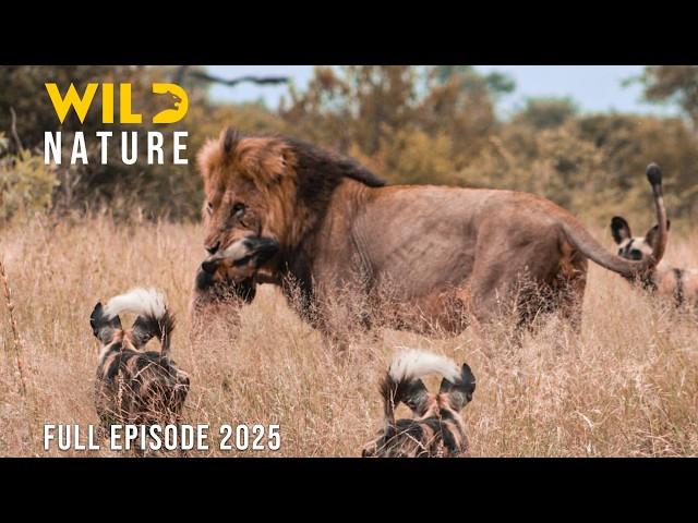 WILD DOGS VS LIONS | Clash of Predators on the Savannah | Animal documentary