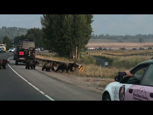 Grizzly 399 and cubs cross Highway 22