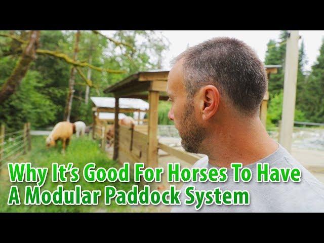 Why It's Good For Horses To Have A Modular Paddock System