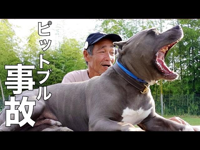 [Pit bull accident] Breeders should be regulated rather than owners!