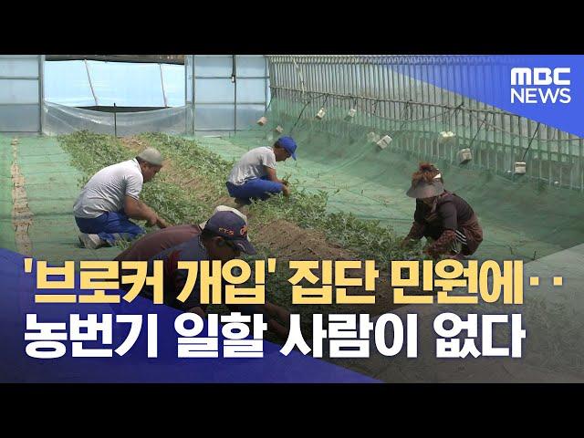 브로커 개입 의혹으로 계절근로자 공백기‥ 농가 '진땀' (2025.06.12/뉴스데스크/춘천MBC)