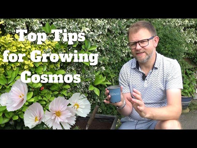 Top Tips for Growing Cosmos | Planting Cosmos in Pots | How to Pinch Cosmos Tips for More Flowers