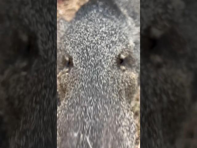 Thee crew is on the board for 2025! Full Video to come! #moultrie #javelina