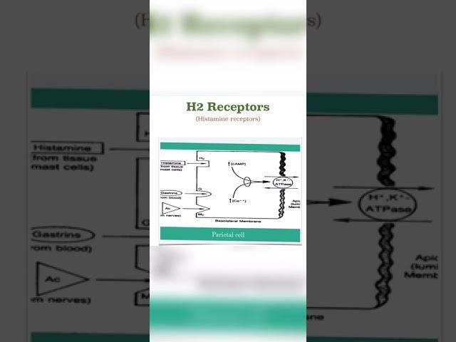 H2 receptors// histamine receptors // PHARMA KNACK//