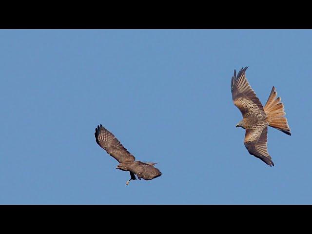 Combat aérien entre une buse variable deux corneilles noir et un milan royal filmé en 4K UHD