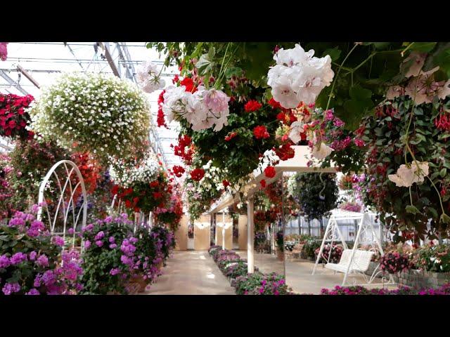 Amazing Varieties of Hanging Baskets