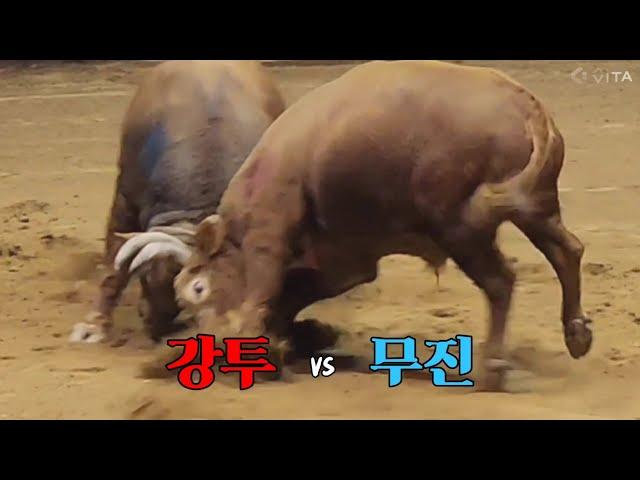 #강투(홍) vs #무진(청), 무진1R 승 #청도소싸움왕중왕전 16강전 49/1 갑12 (241207)