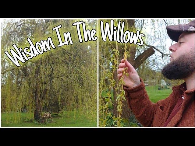 Wisdom In The Willows  - Can This Tree Take Pain Away? 