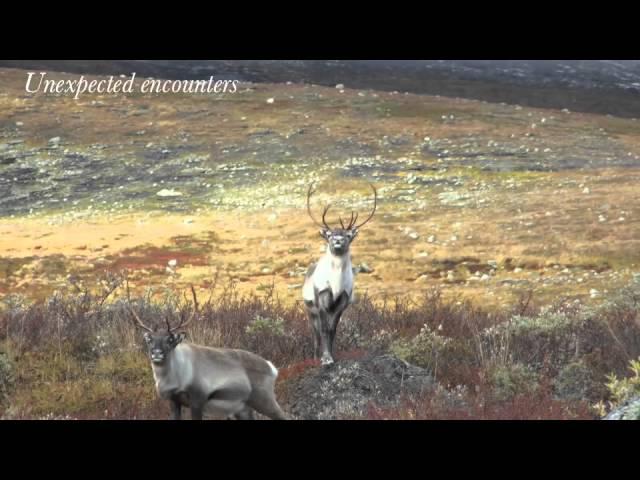 Arctic Nature Guide - Svalbard, an autumn experience, 2011/12