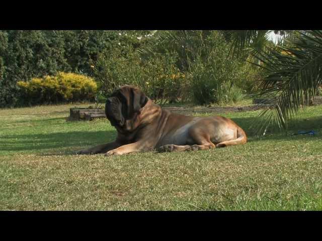 2. Mastiff- A Gammonwood Tale- Part Two