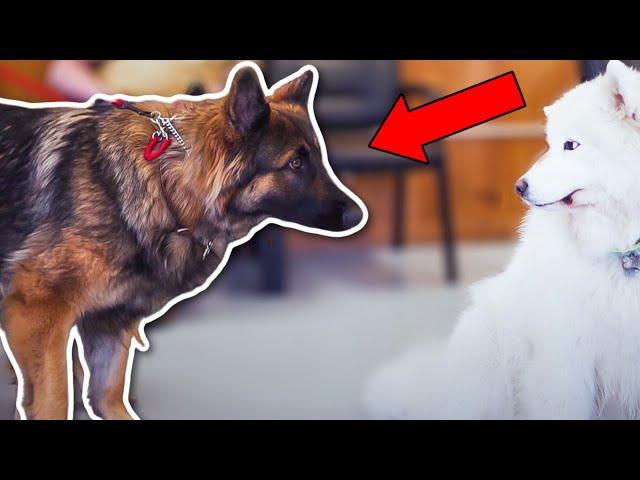 HOW SHOULD YOU TRAIN A GERMAN SHEPHERD!!