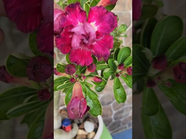 How to get thick Codex of Adenium plant#plants #shorts #yt