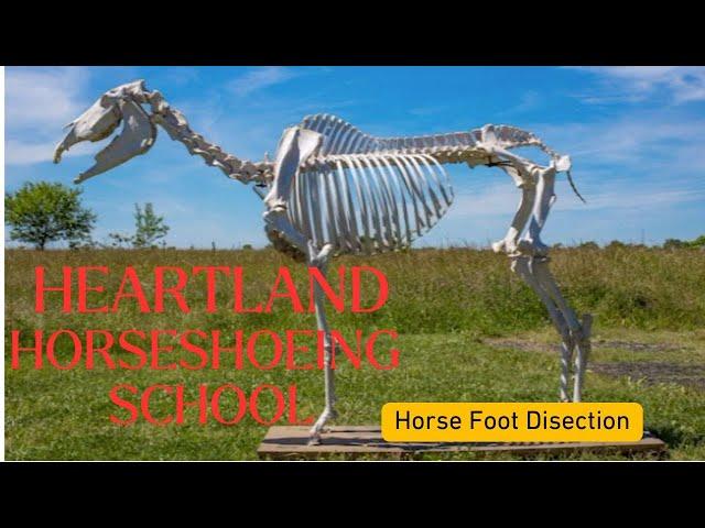 Horse Foot Dissection with Chris and Cody Gregory