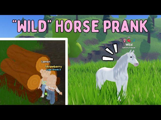 If Someone Tries Catching Our “Wild” Horse, They Keep it! | Wild Horse Islands