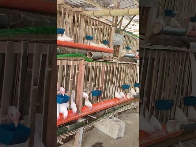 Backyard RTL chicken  #shorts #viral #video #asmr #satisfying #eating #rtl