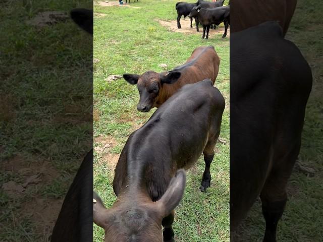 Snuck up on me! Again! #brangus #bull #cow #calf #calves #animals #shorts #ranch #ranching #farm