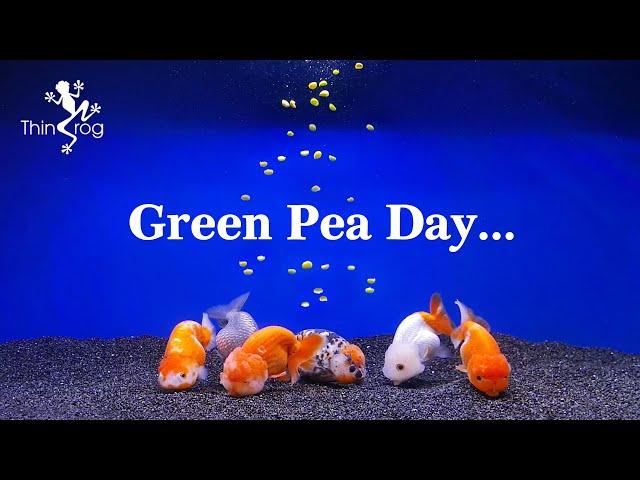 GREEN PEA DAY for goldfish