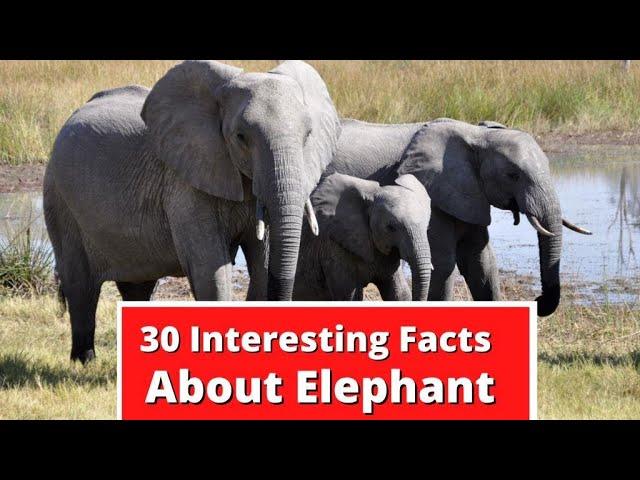 30 Interesting Facts About Elephant | Global Facts