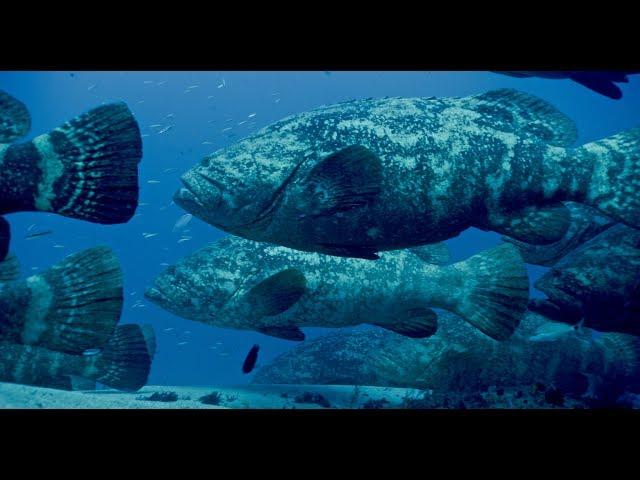 Amazing diving with Goliath Groupers in Florida