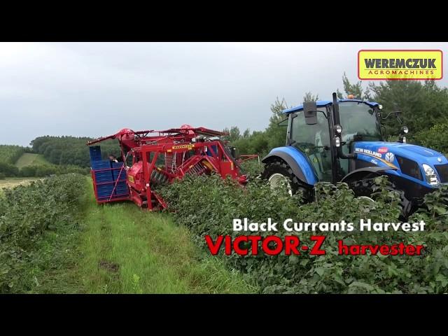 Black currant harvesting | Full-row berry harvester VICTOR-Z + NEW HOLLAND T5.85