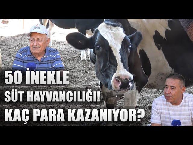 Nar Ağaçlarını Söktü 50 İnekle Süt Hayvancılığı Yapıyor! Ayda Kaç Para Kazanıyor? / Abi Nerdesin?