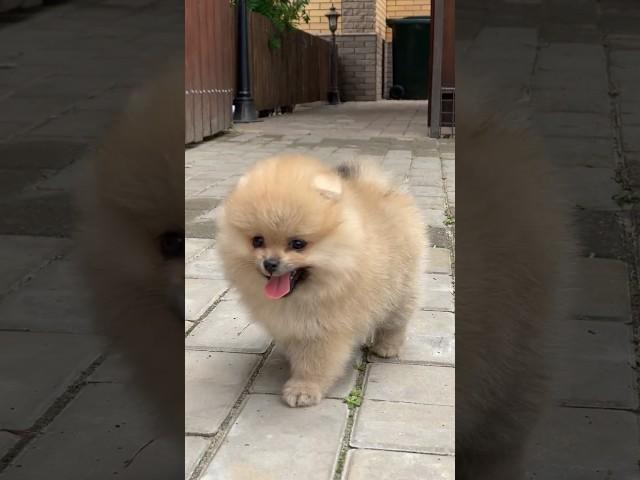 cute puppy ️ | anak anjing kecil yang sangat lucu #anjinglucu