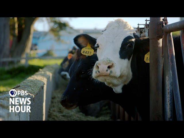 Farmers turn to seaweed in attempt to reduce methane emissions from livestock