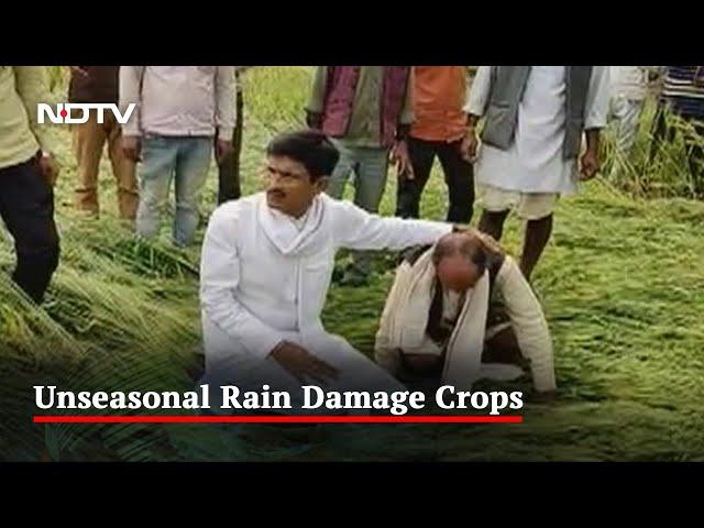 Untimely Rain Causes Massive Crop Damage In Madhya Pradesh