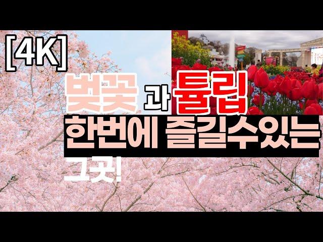 [4K] 벚꽃 못보셨다구요? 여기 벚꽃과 튤립 영상 가져왔습니다. (에버랜드 튤립축제)