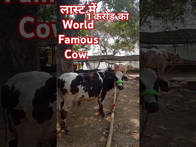 1 करोड़ की गाय। World Famous Cow. #shorts #viralvideo #trending #cow #world #youtubeshorts