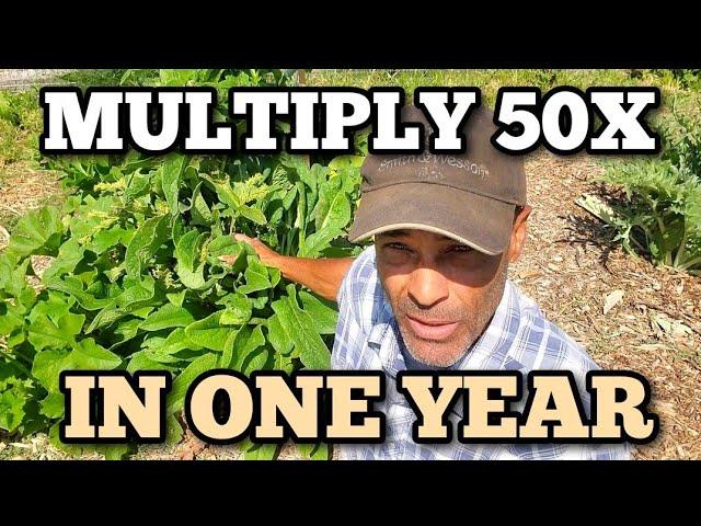 Transform your GARDEN and HOMESTEAD with easy-to-grow COMFREY